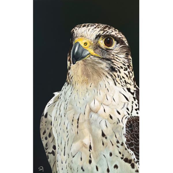 Wanderfalke, Sakerfalke. Acrylgemälde